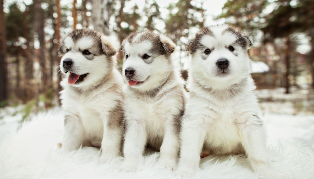 Question of the Week